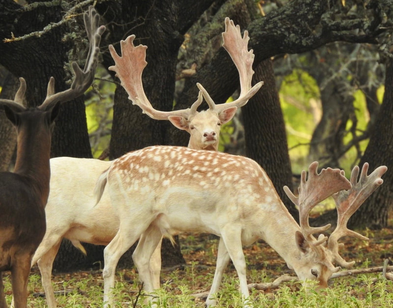 Wolf Ranch wildlife scene