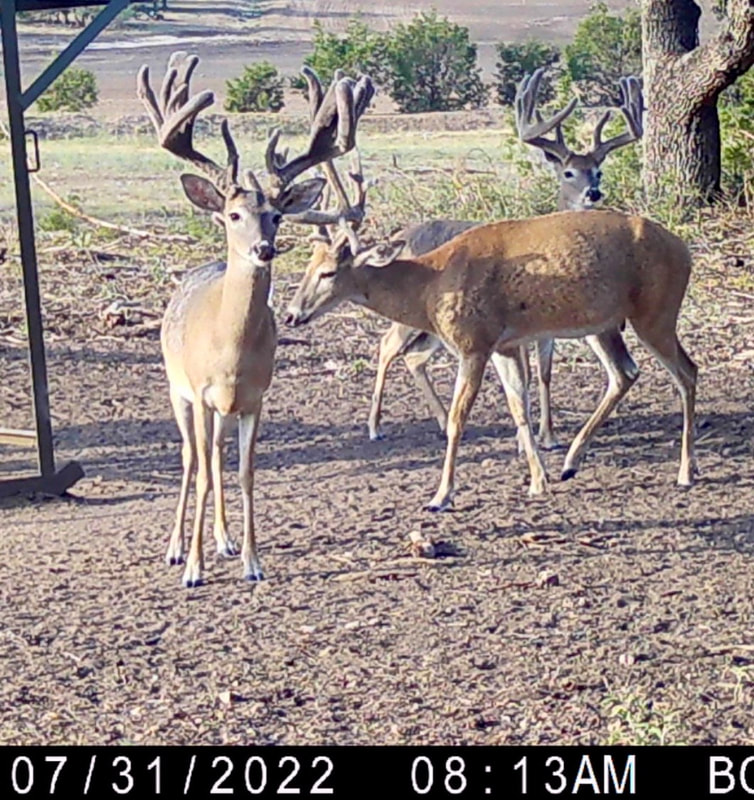 Wildlife portrait at Wolf Ranch