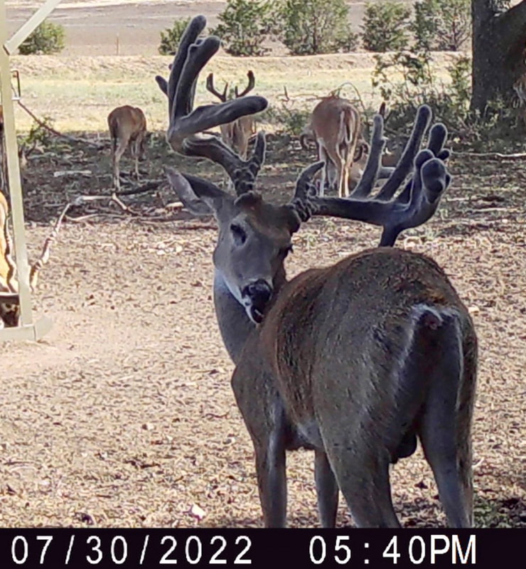 Wolf Ranch hunt memory
