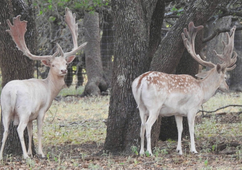 Texas hunting scene at Wolf Ranch