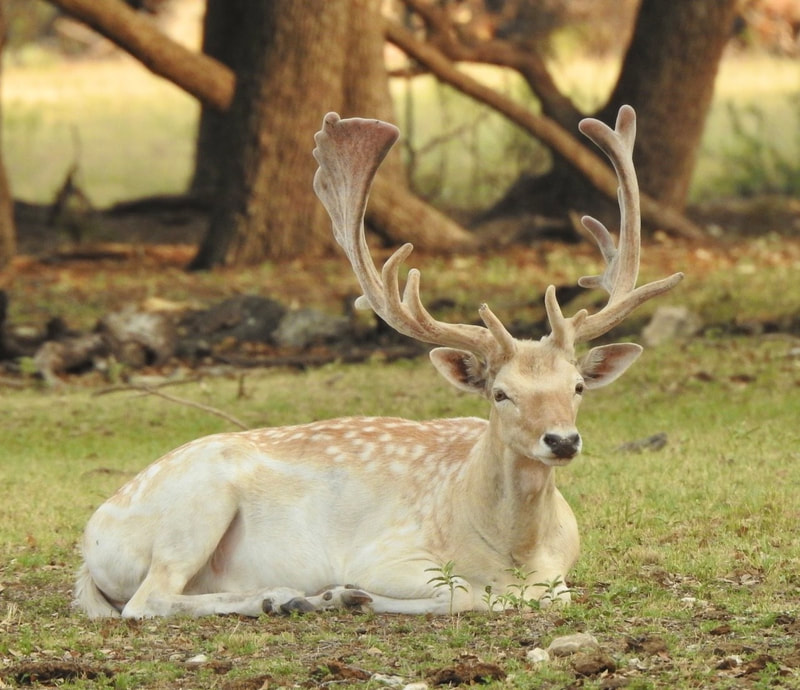 Wolf Ranch outdoor experience