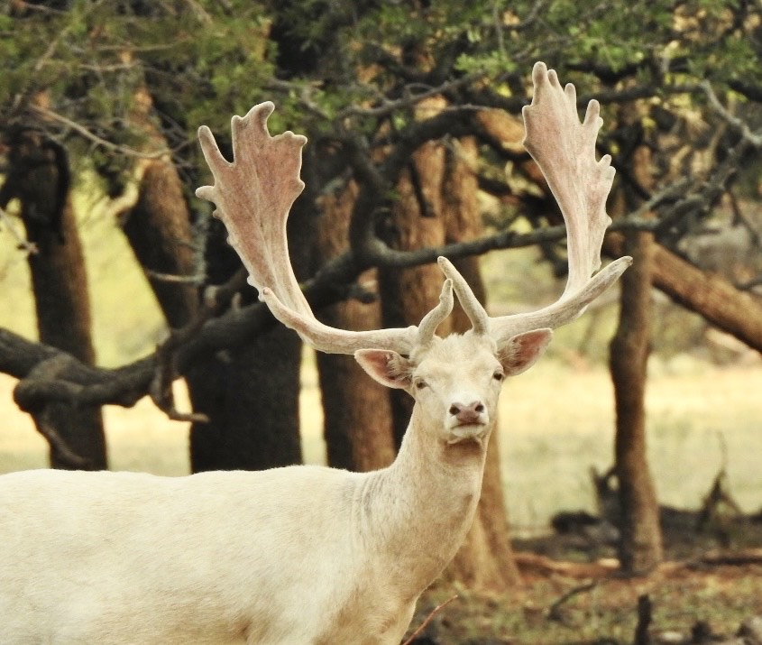 Texas wildlife at Wolf Ranch