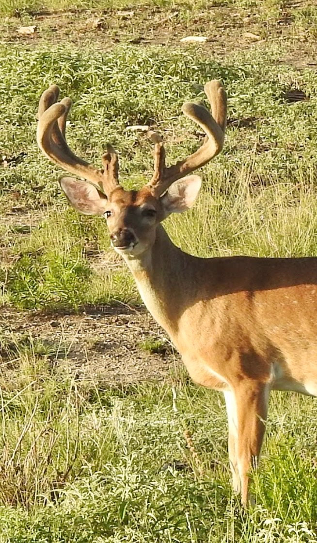 Wolf Ranch hunting moment