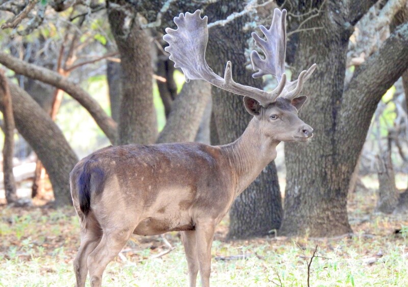 Wolf Ranch hunting grounds